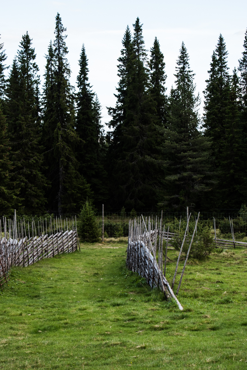 Sensommar och avbetat på Uppvalens fäbod i Lofsdalen